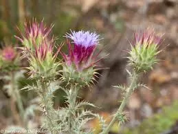 الخرشوف الغربي الخرشوف الغربي