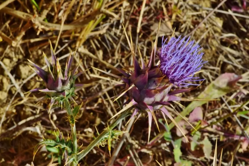 الخرشوف الليبي الخرشوف الليبي