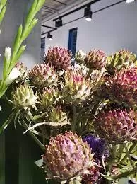 الخرشوف الحمراني الخرشوف الحمراني