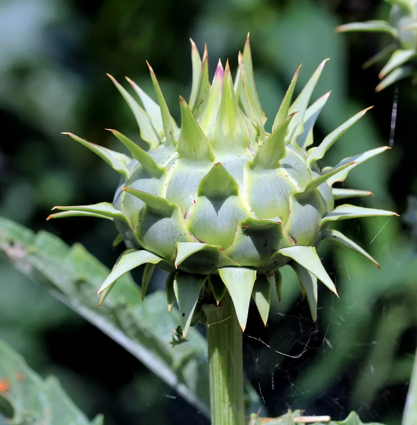 الخرشوف المكريسي الخرشوف المكريسي