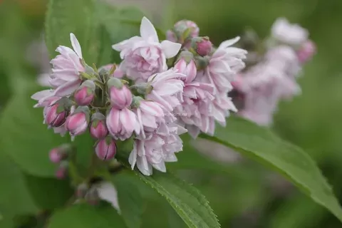 النباتات المعمر_نبتة الأشخر النباتات المعمر_نبتة الأشخر