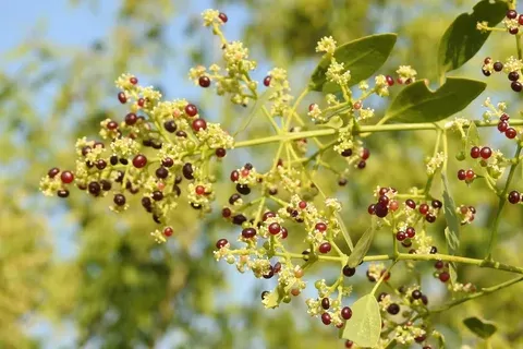 شجرة الأراك من أنواع النباتات المعمرة شجرة الأراك من أنواع النباتات المعمرة