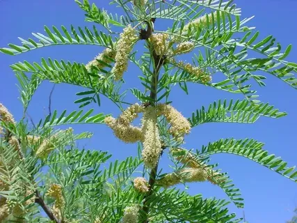 شجرة الغاف أنواع النباتات المعمرة Prosopis شجرة الغاف أنواع النباتات المعمرة Prosopis