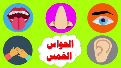 الحواس الخمسة الحواس الخمسة