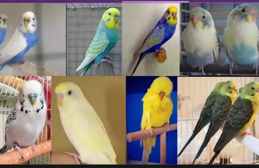 أنواع طيور البادجي بالصور أنواع طيور البادجي بالصور