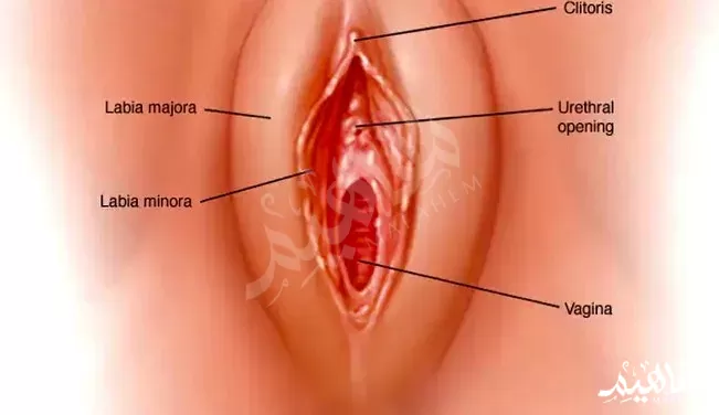 شكل المهبل من الخارج شكل المهبل من الخارج