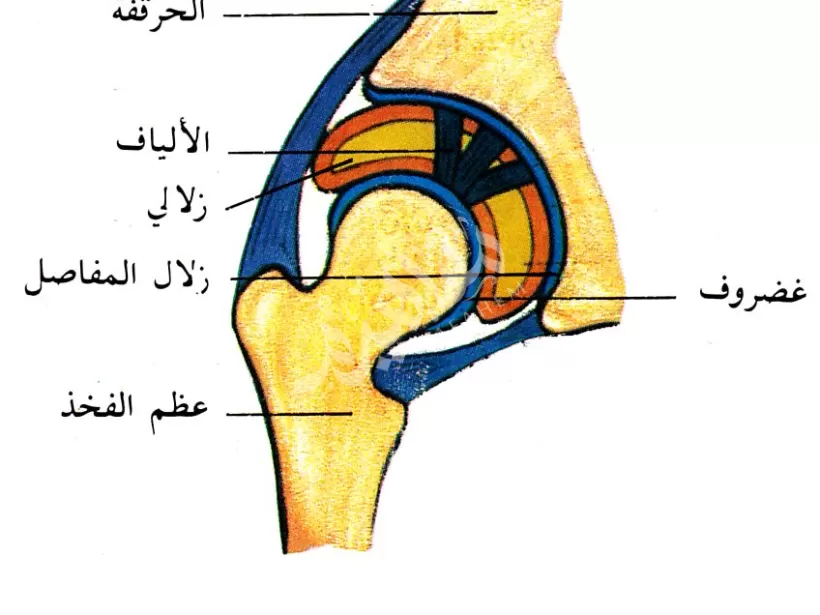 المفصل المفصل