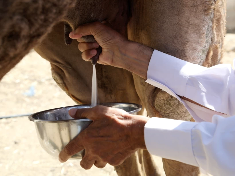 فوائد حليب الإبل فوائد حليب الإبل