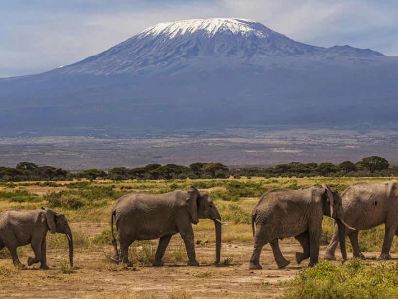 جبل كليمنجارو جبل كليمنجارو