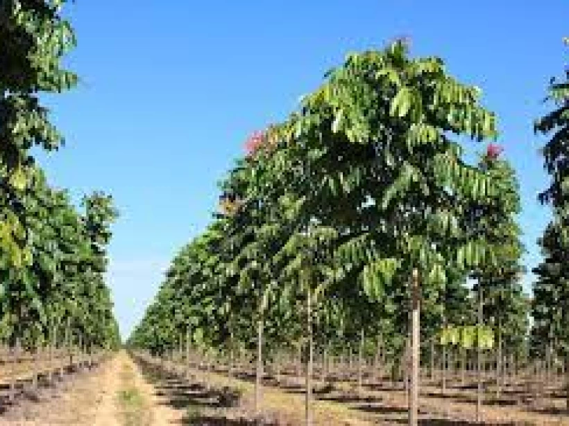 أشجار-الماهوجني أشجار-الماهوجني