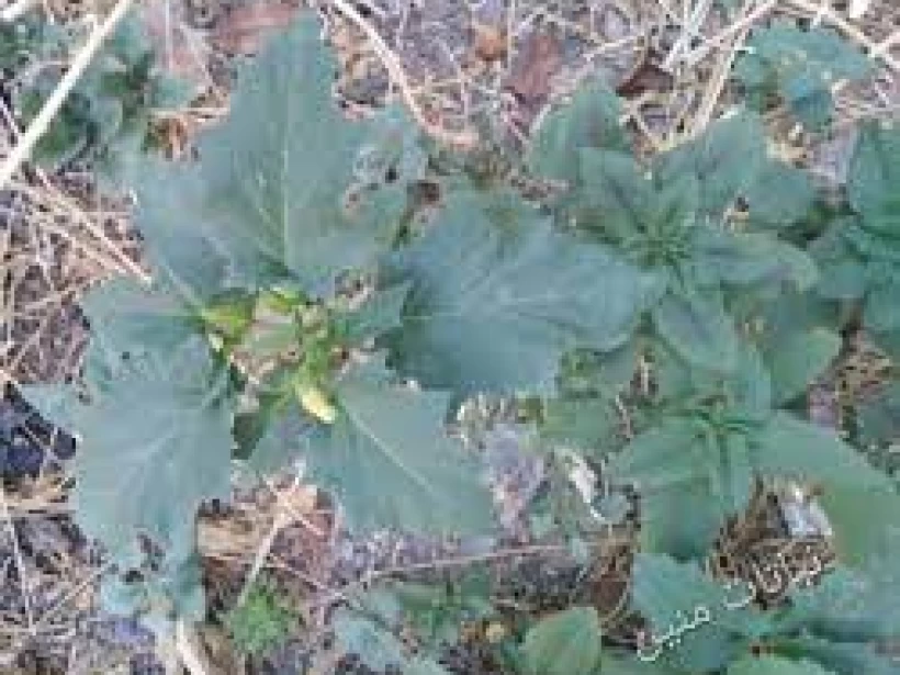 عشبة داتورا سترامونيوم عشبة داتورا سترامونيوم