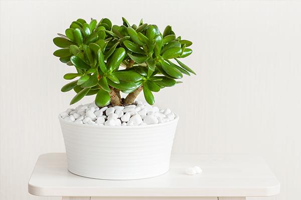 نبتة اليشم نبتة اليشم