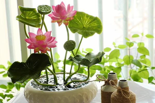 نبتة اللوتس نبتة اللوتس