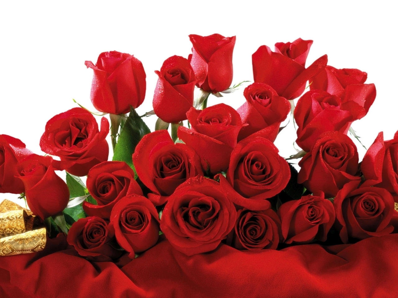 الورود الحمراء red roses الورود الحمراء red roses
