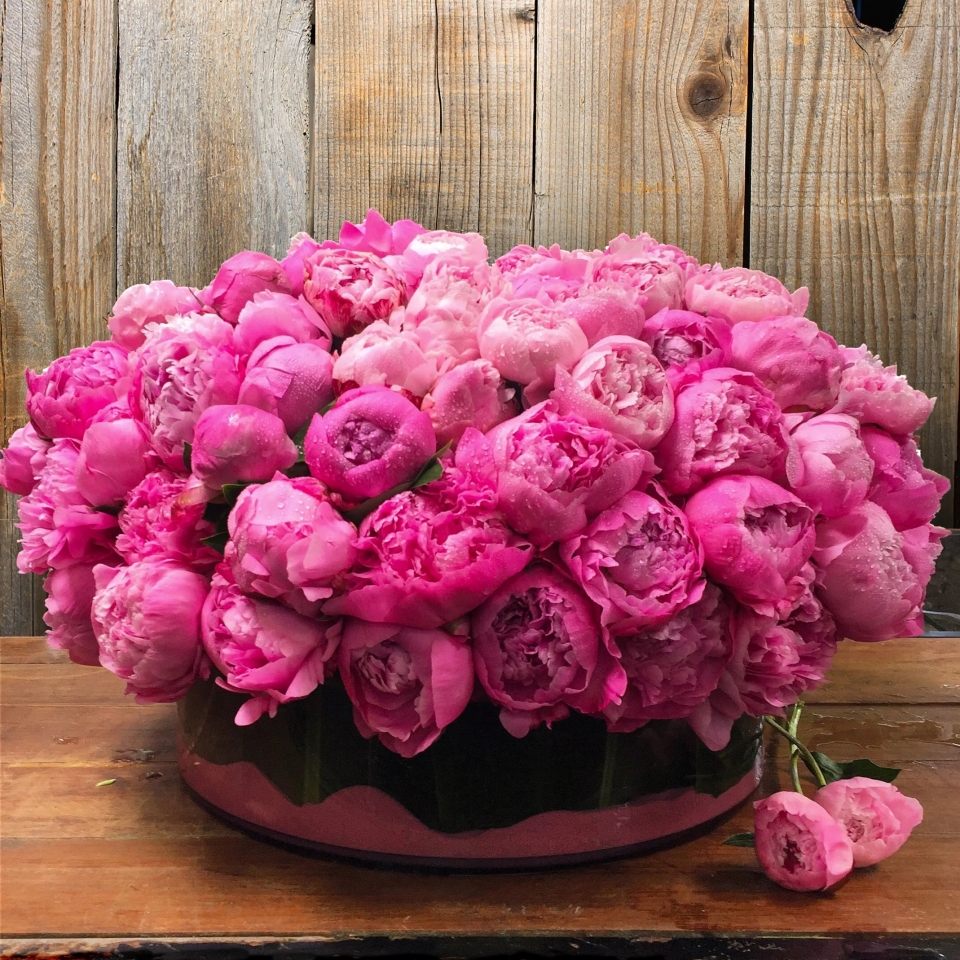 زهرة الفاوانيا PEONIES زهرة الفاوانيا PEONIES
