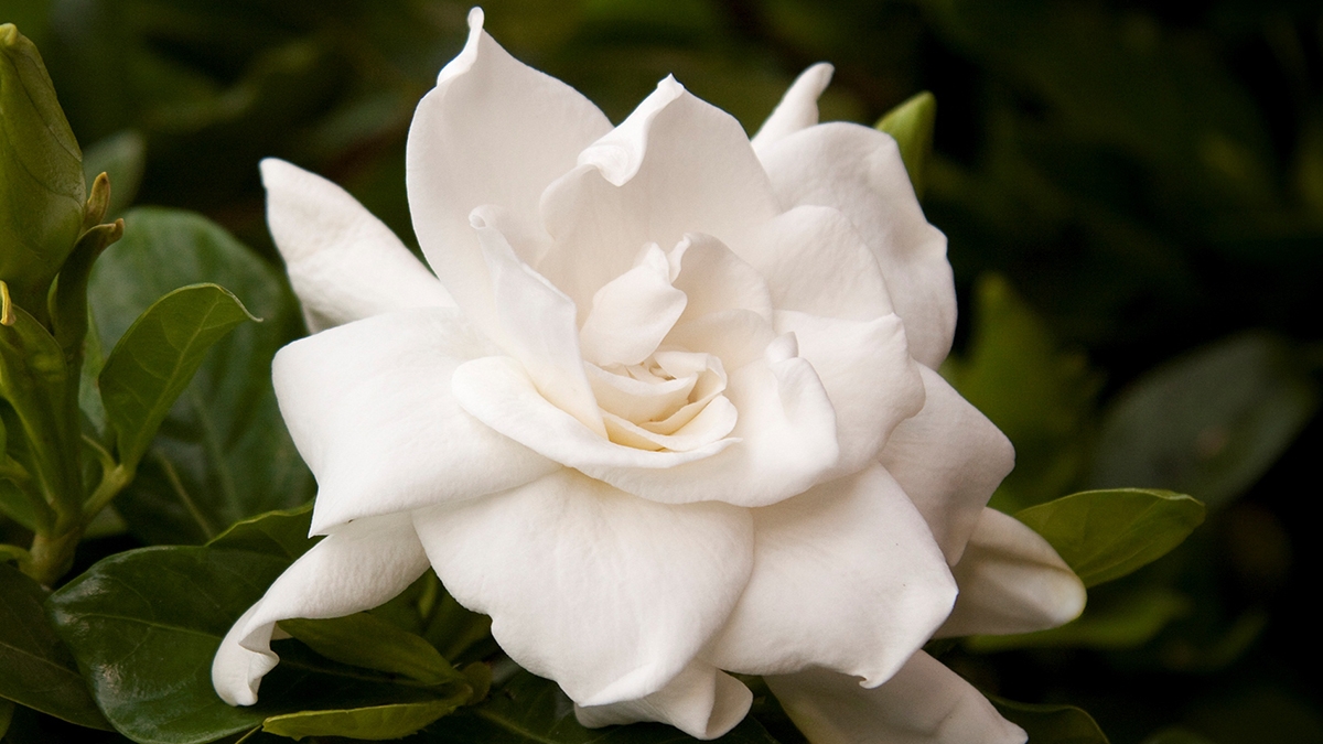زهرة الغردينيا gardenias زهرة الغردينيا gardenias