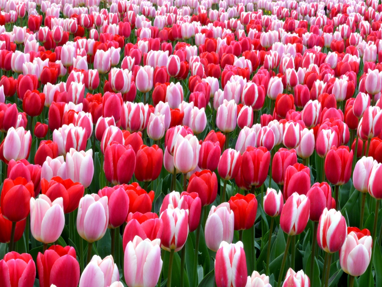زهرة التوليب tulips زهرة التوليب tulips