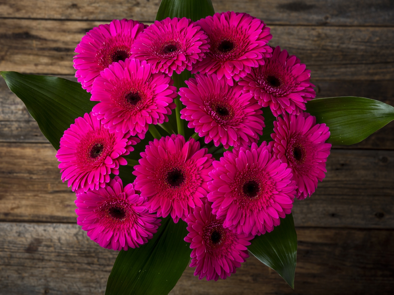 زهرة جربيرا Gerbera زهرة جربيرا Gerbera