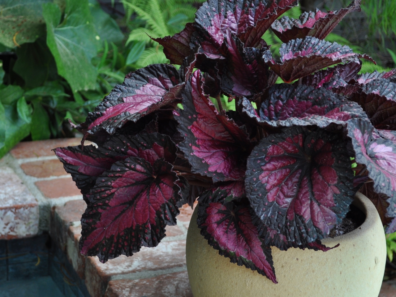 فضل نباتات مزهرة فضل نباتات مزهرة