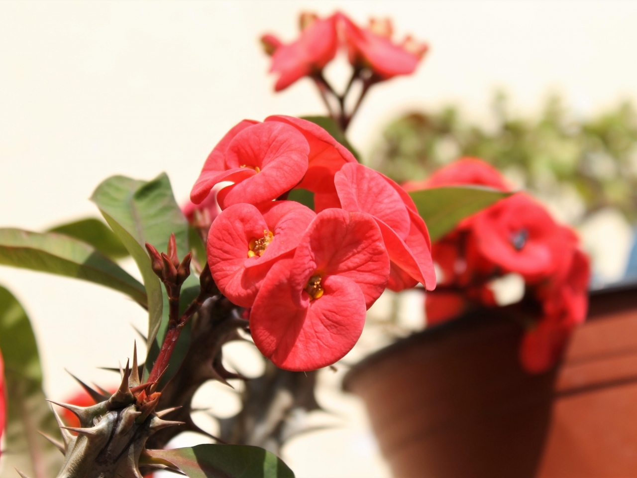 افضل نباتات منزلية مزهرة افضل نباتات منزلية مزهرة