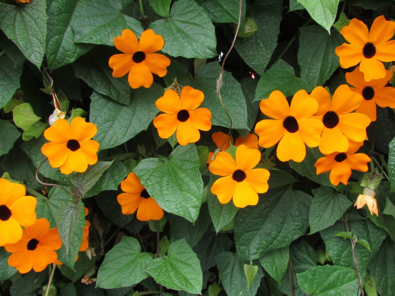 افضل نباتات منزلية مزهرة افضل نباتات منزلية مزهرة