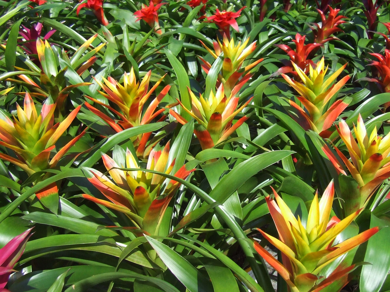 افضل نباتات منزلية مزهرة افضل نباتات منزلية مزهرة