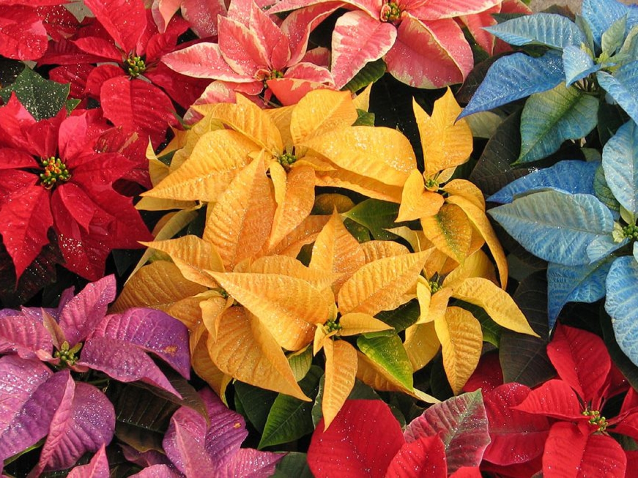 افضل نباتات منزلية مزهرة افضل نباتات منزلية مزهرة