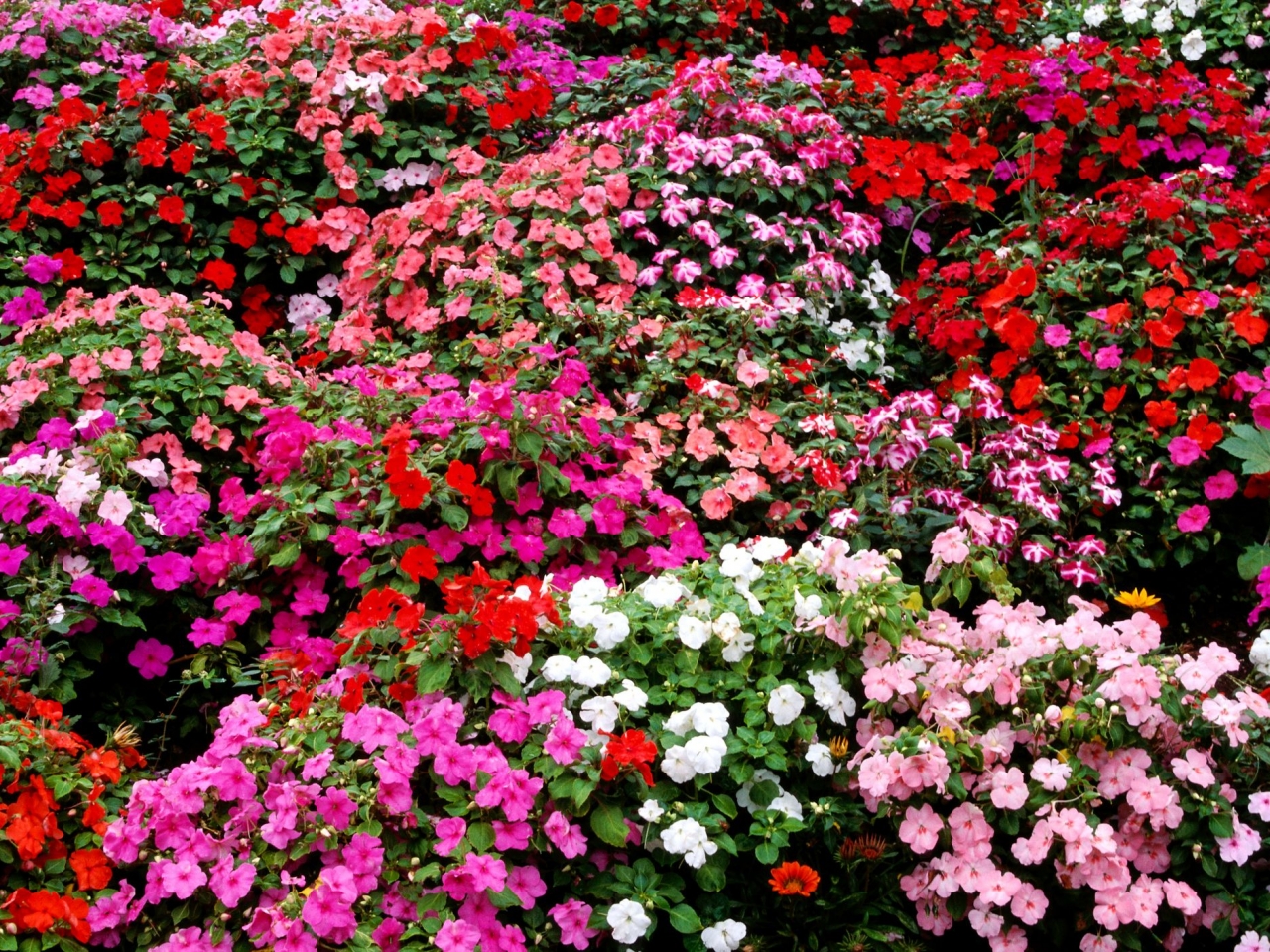 افضل نباتات منزلية مزهرة افضل نباتات منزلية مزهرة