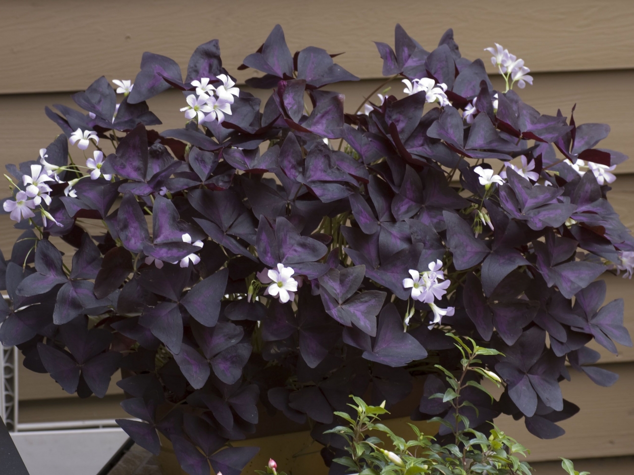 افضل نباتات منزلية مزهرة افضل نباتات منزلية مزهرة