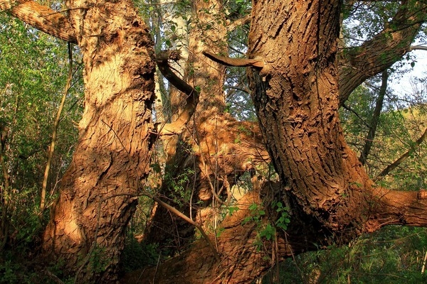 علاجات طبيعية للصداع بدل المسكنات علاجات طبيعية للصداع بدل المسكنات