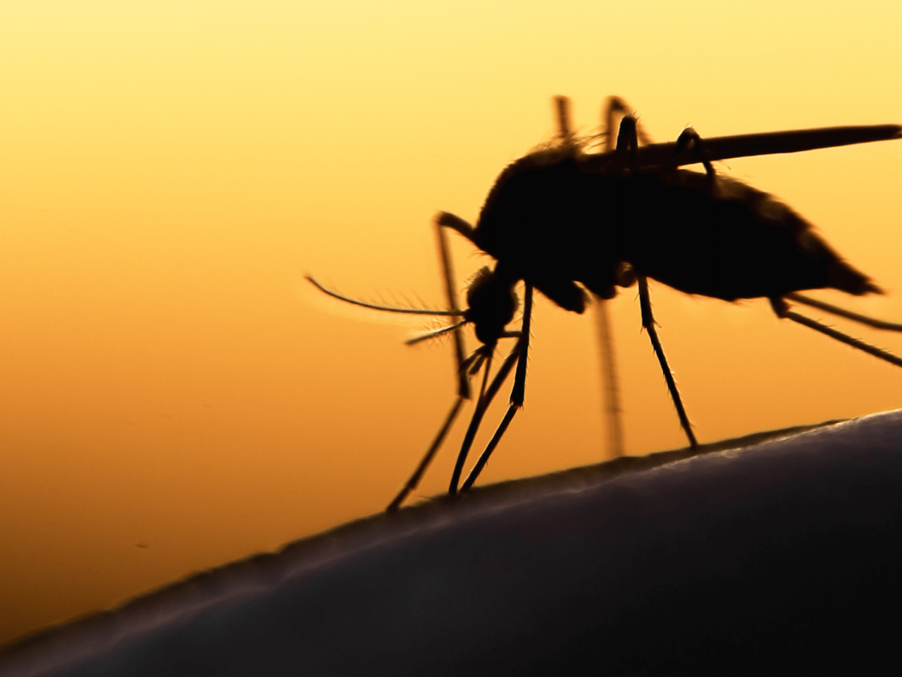 البعوض البعوض