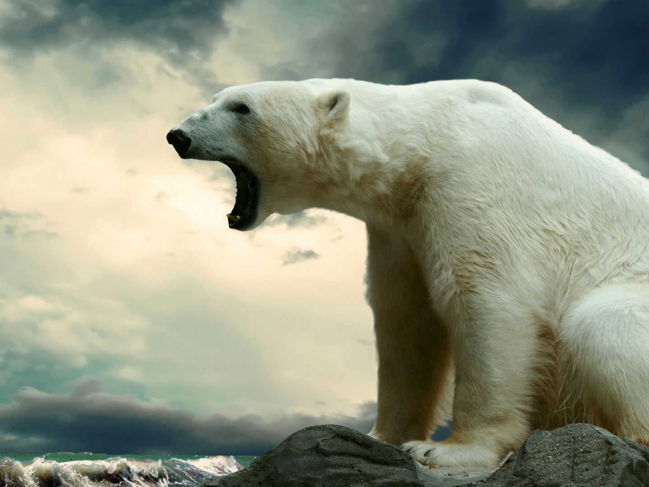 الدببة القطبية الدببة القطبية