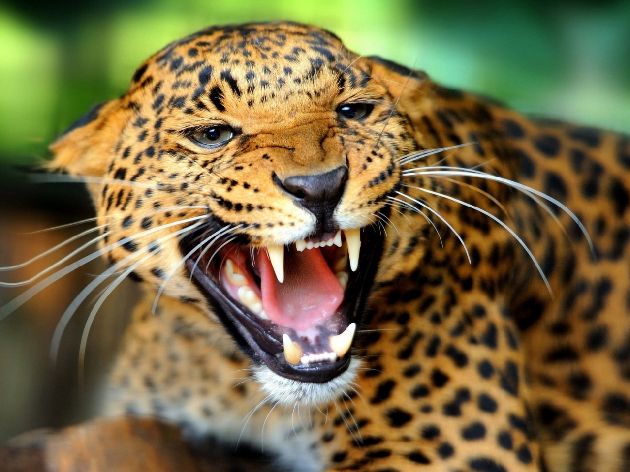 الفهود الفهود