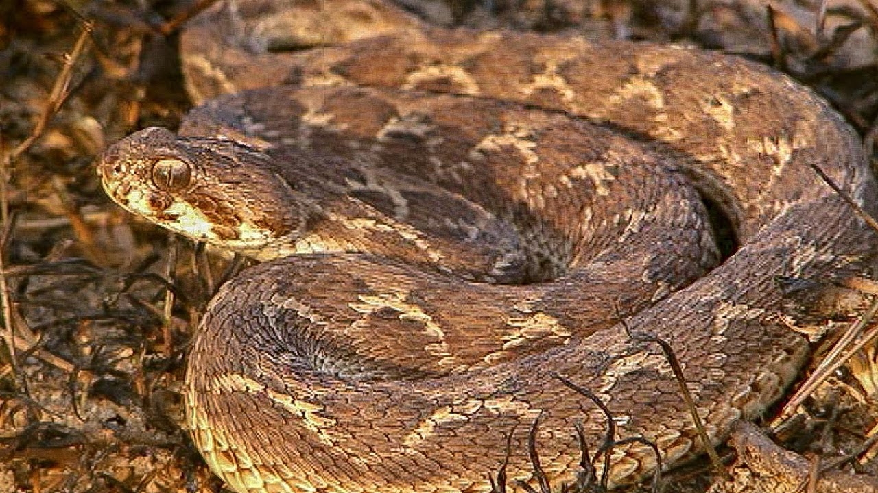 الحية القرعاء Carpet Viper الحية القرعاء Carpet Viper