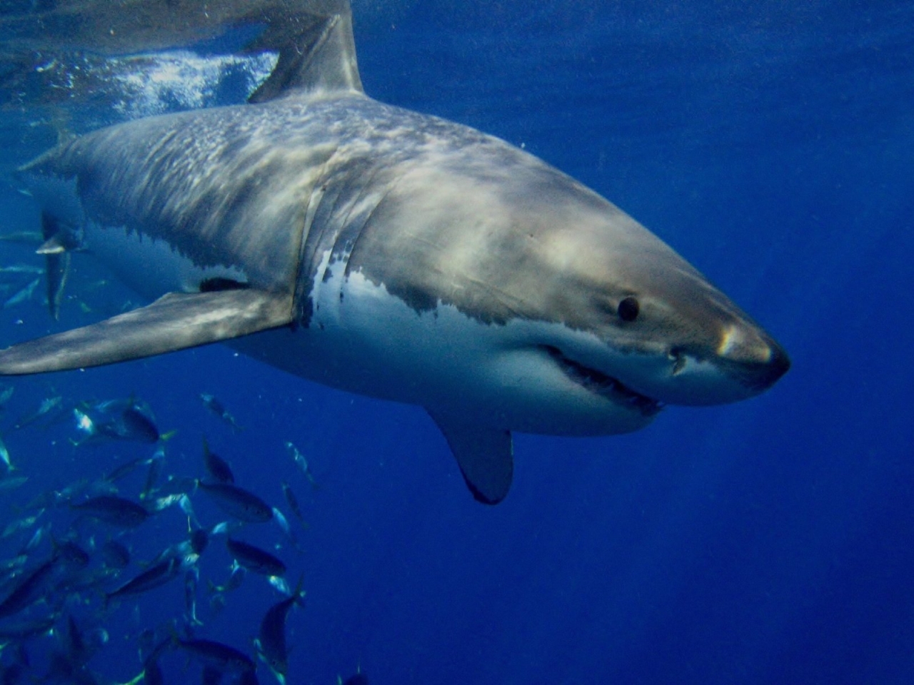 القرش الأبيض الكبير القرش الأبيض الكبير