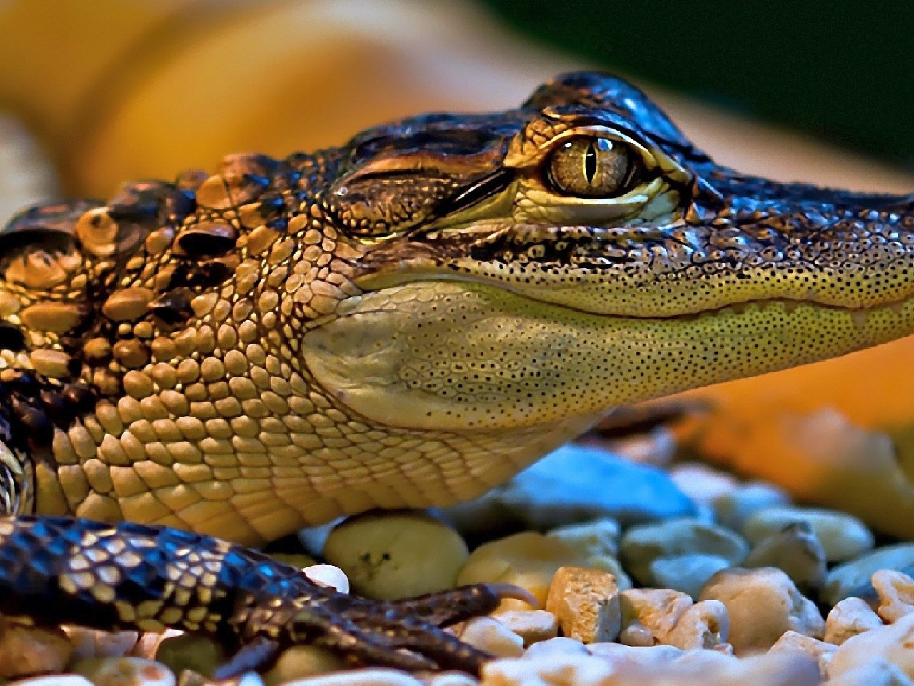 التمساح التمساح