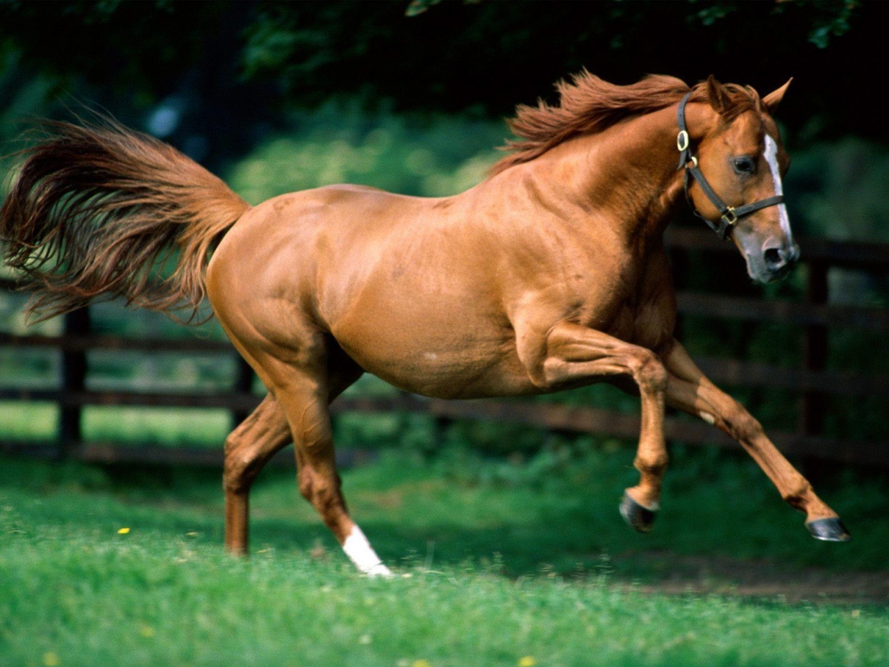 حصان Quarter Horse حصان Quarter Horse