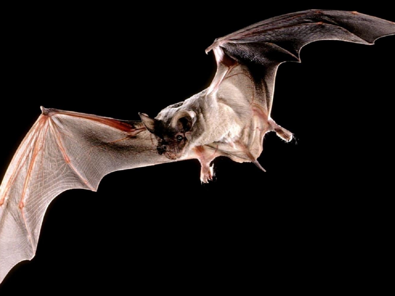 الخفافيش البرازيلية الخفافيش البرازيلية