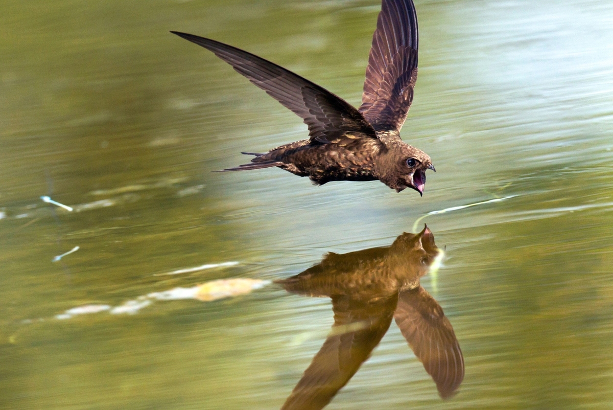 طائر السمامة الشائعة طائر السمامة الشائعة