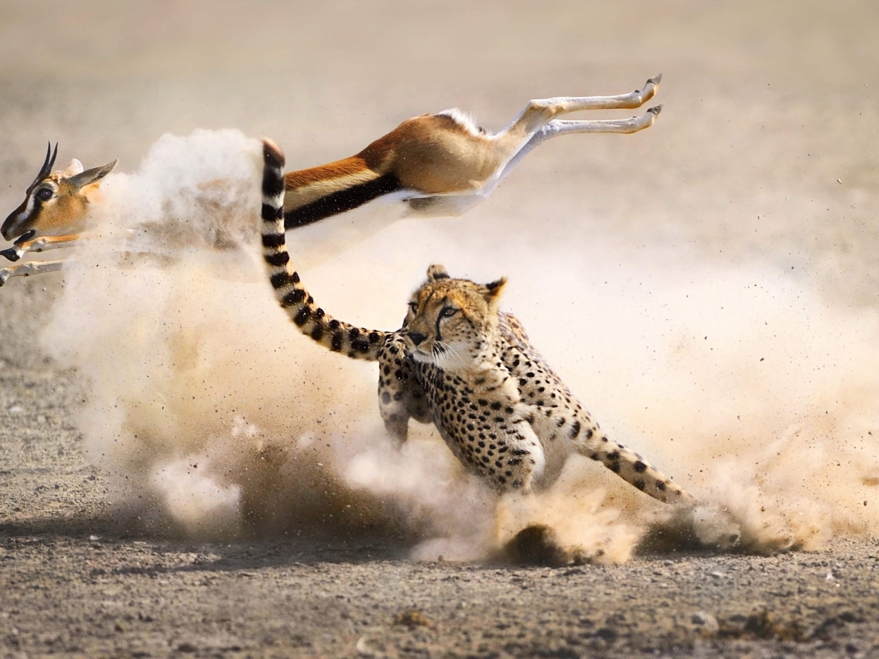 الفهد الفهد