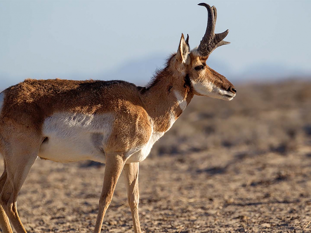 الظبي الأمريكي الظبي الأمريكي