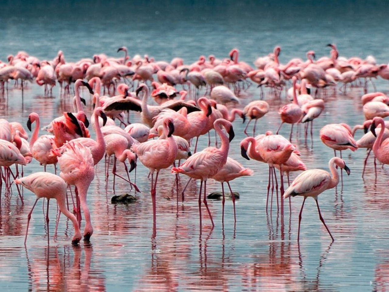 بحيرة Lake Nakuru، كينيا بحيرة Lake Nakuru، كينيا