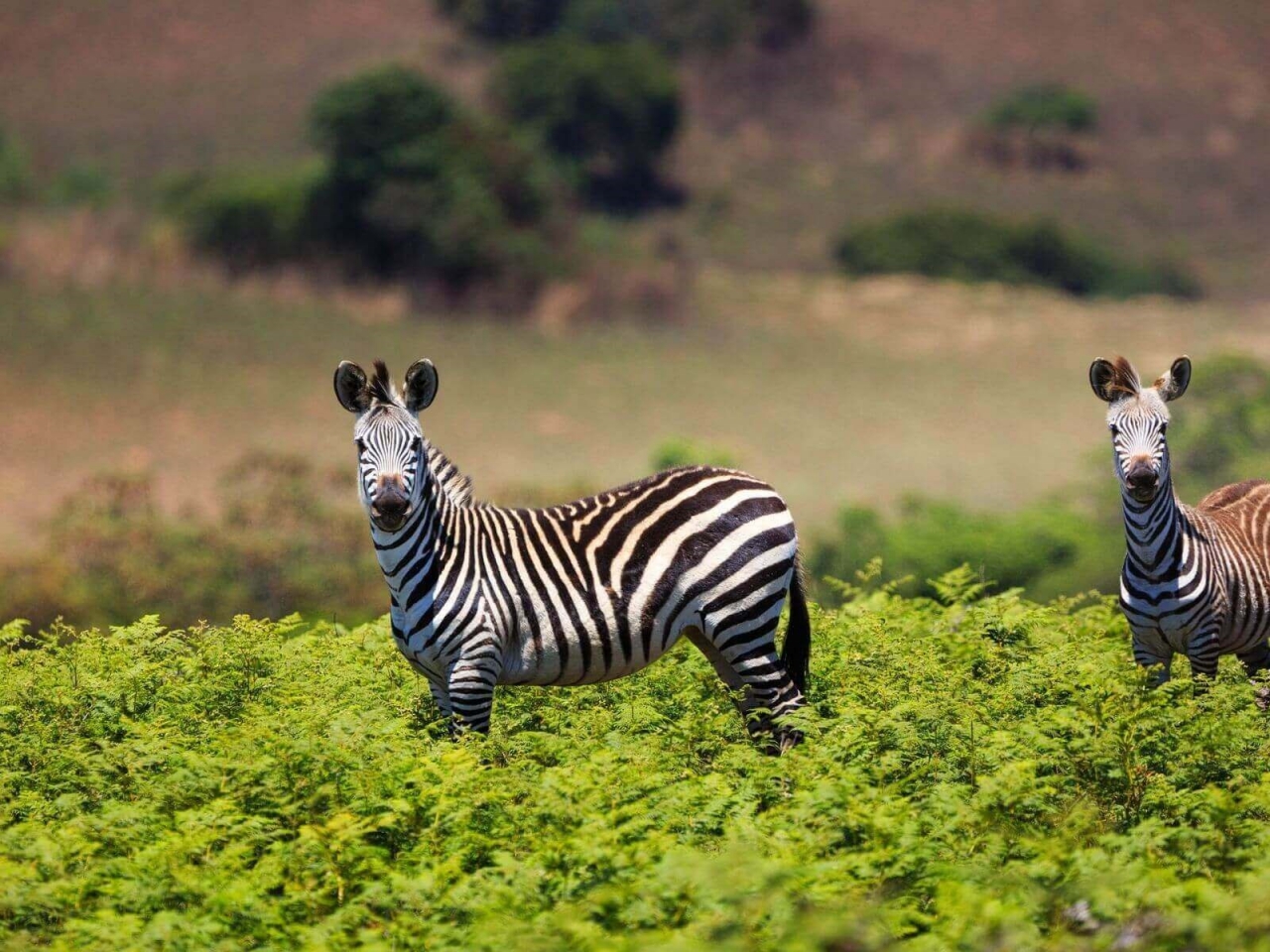 حديقة نيكا بلاتو الوطنية، ملاوي حديقة نيكا بلاتو الوطنية، ملاوي