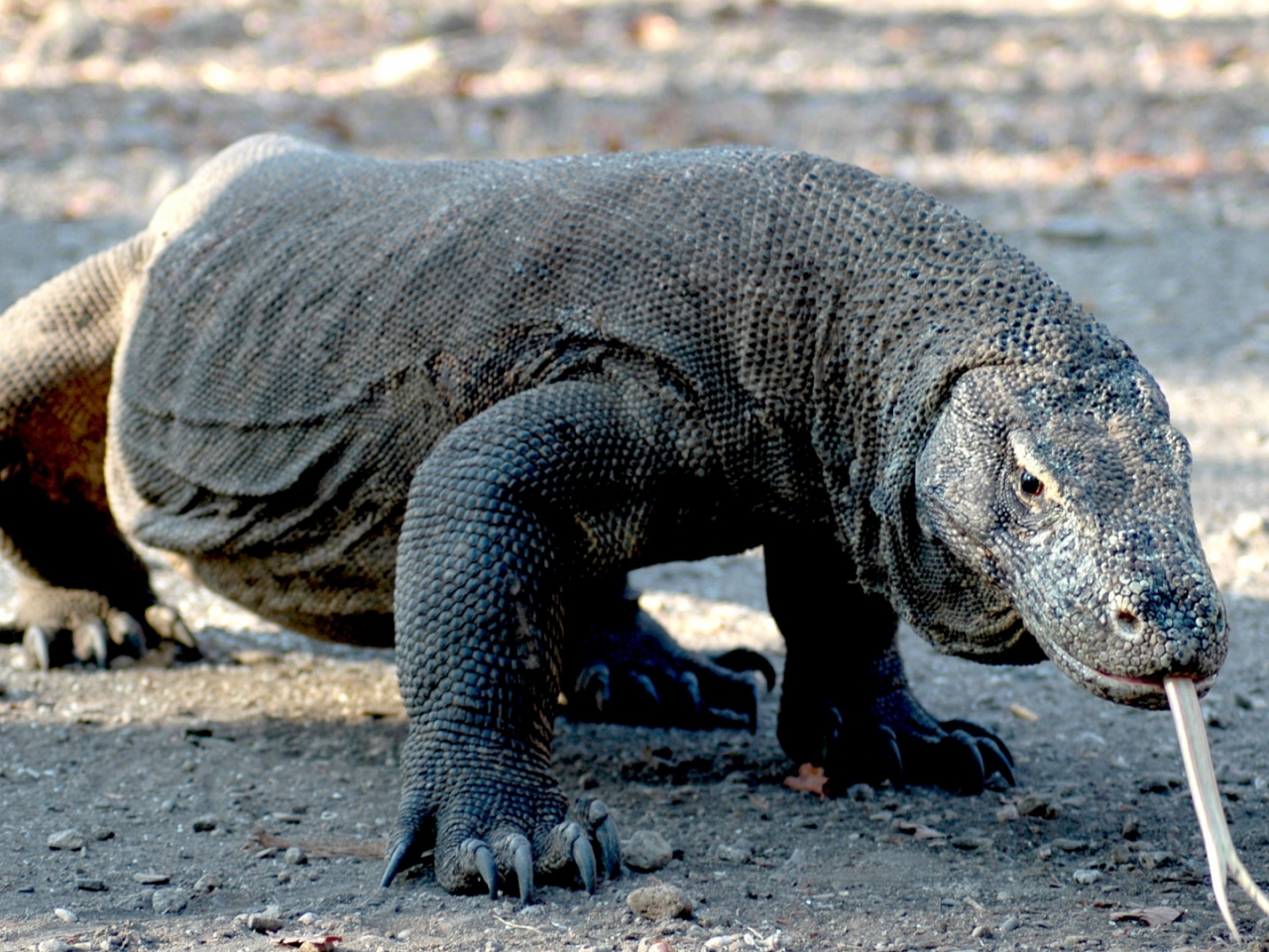 تنين الكومودو تنين الكومودو