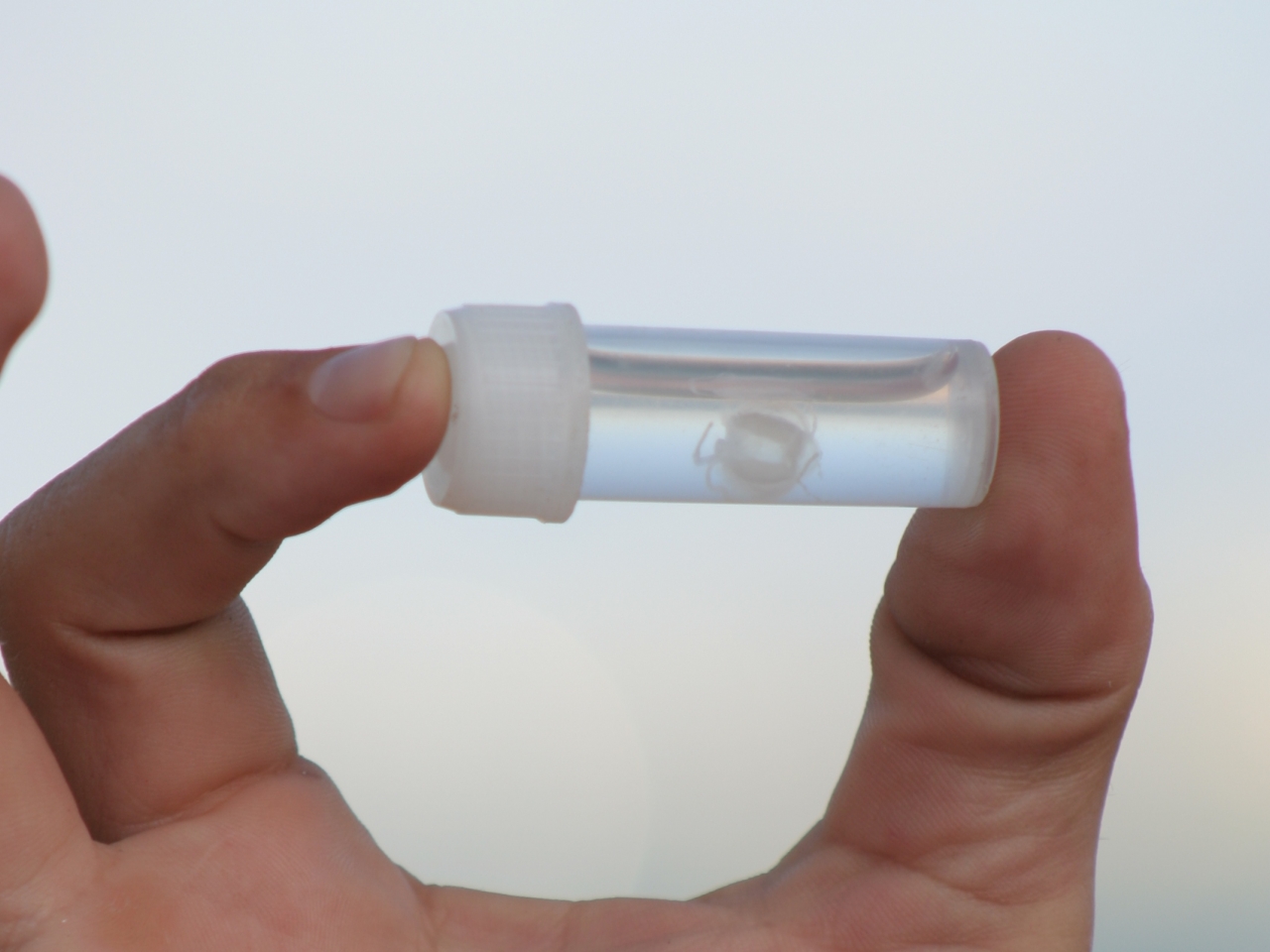 قنديل البحر الصغير قنديل البحر الصغير