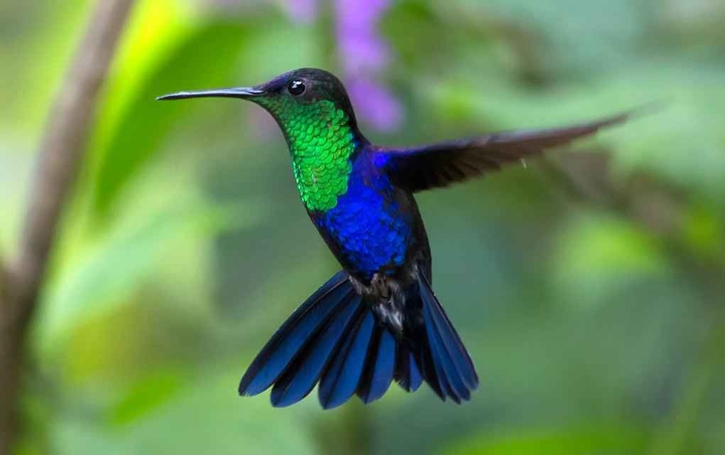 طائر النحل الطنان طائر النحل الطنان