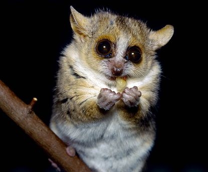 ليمور بيغمي ليمور بيغمي