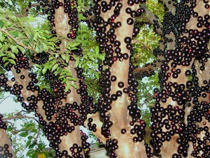 شجرة جابوتيكابا شجرة جابوتيكابا