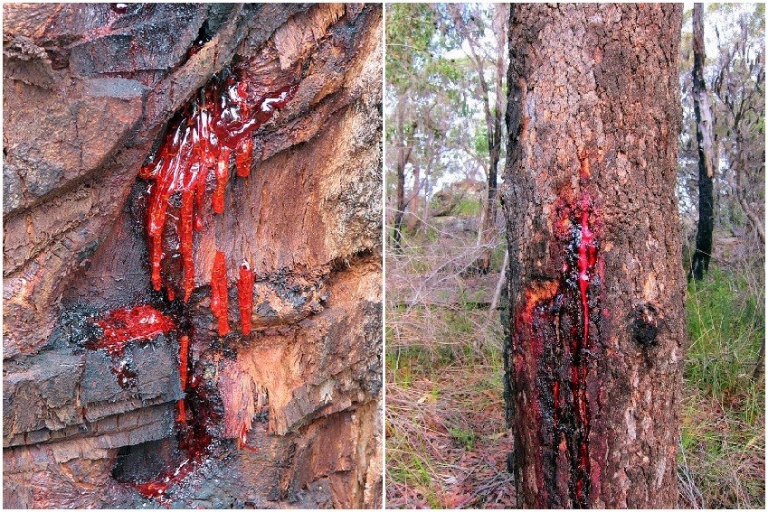 شجرة الدماء شجرة الدماء