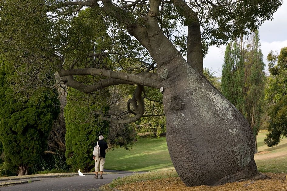 شجرة على شكل قنينة شجرة على شكل قنينة